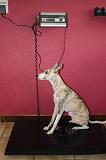 WHIPPET - PESEE 023